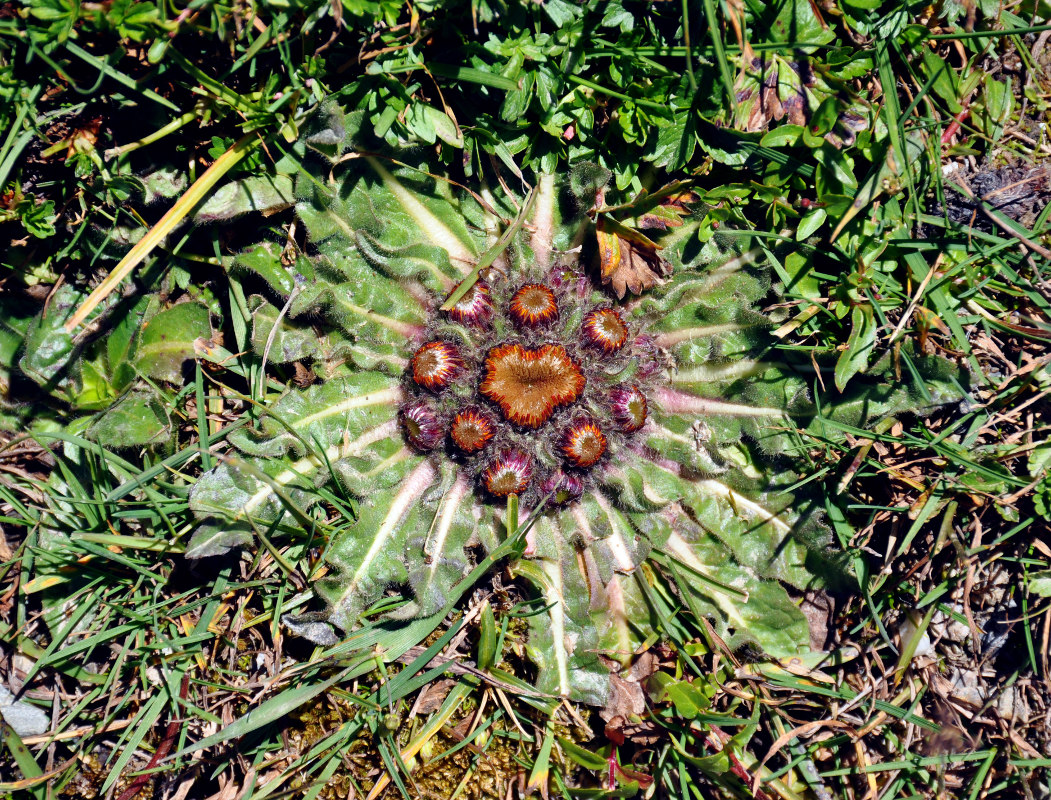 Изображение особи Inula rhizocephala.
