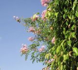 Podranea ricasoliana. Верхушки веток с соцветиями. Израиль, Шарон, г. Герцлия, на ограде двора, в культуре. 15.11.2016.