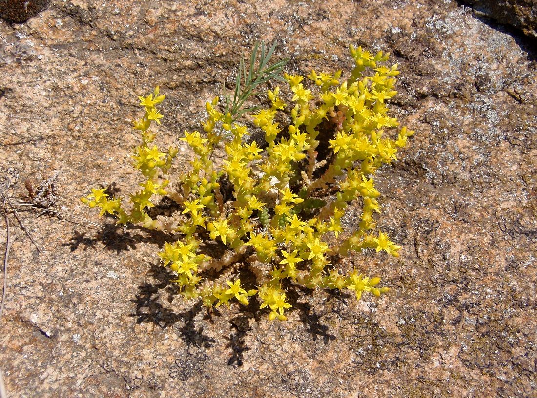 Image of Sedum acre specimen.
