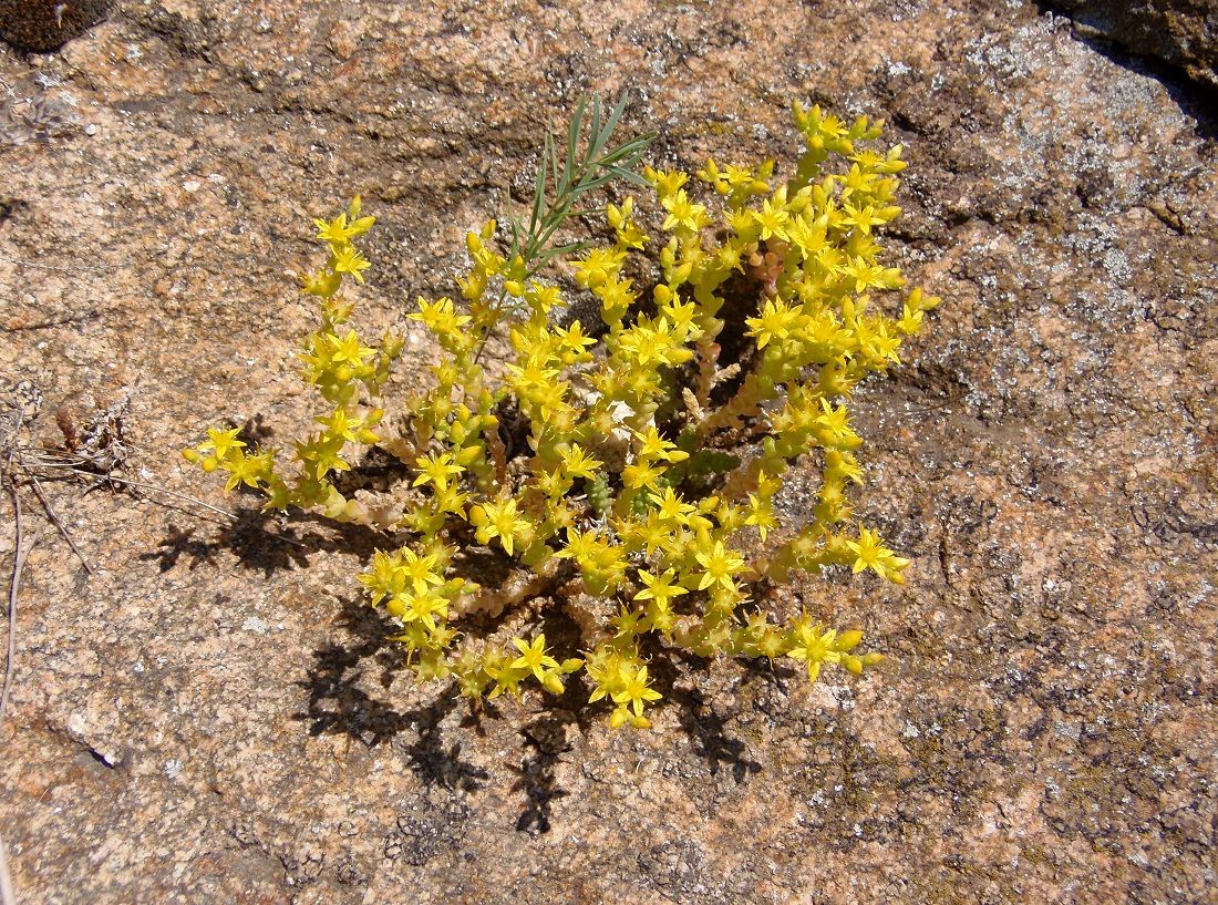 Image of Sedum acre specimen.