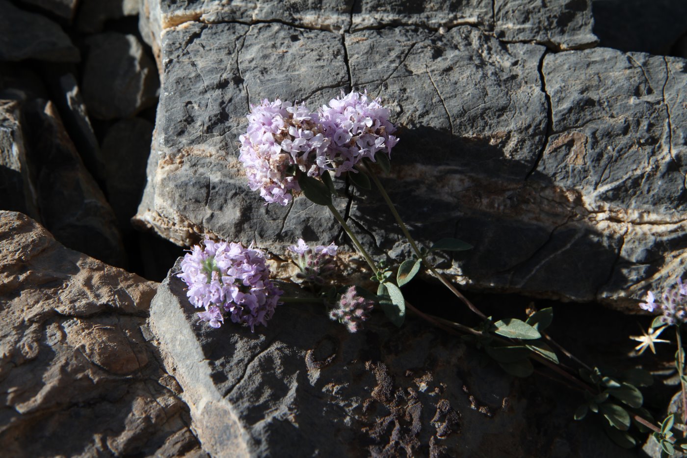 Image of Ziziphora pamiroalaica specimen.