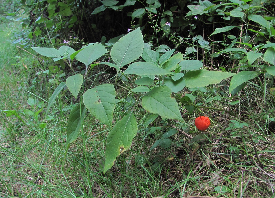 Изображение особи Alkekengi officinarum.