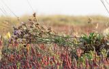 Limonium × erectiflorum. Растение с завалившимися цветоносами и с доцветающими при зрелых плодах колосками (под средней частью цветоносов - кустарничек Limonium suffruticosum). Алтайский край, Благовещенский р-н; Центральная Кулунда, восточный берег оз. Кучукское, в 2.5 км к югу от устья р. Кучук, переработанная ложбина древнего устья в разрыве восточного борта озёрной котловины; полугидроморфный галофильноразнотравно-однолетнесолянковый солончак на засолённом песчано-гравийном аллювии, снесённом вдоль плоских временных водотоков. 6 сентября 2017 г.