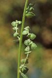 Atriplex micrantha