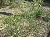 Hovea acutifolia