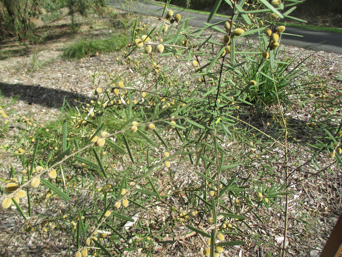 Image of Hovea acutifolia specimen.