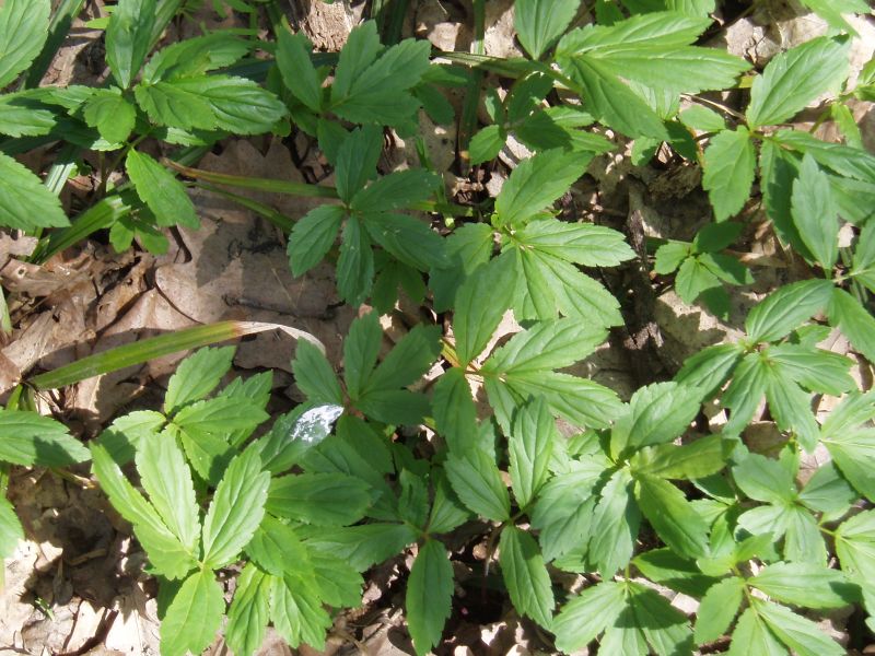 Изображение особи Cardamine quinquefolia.