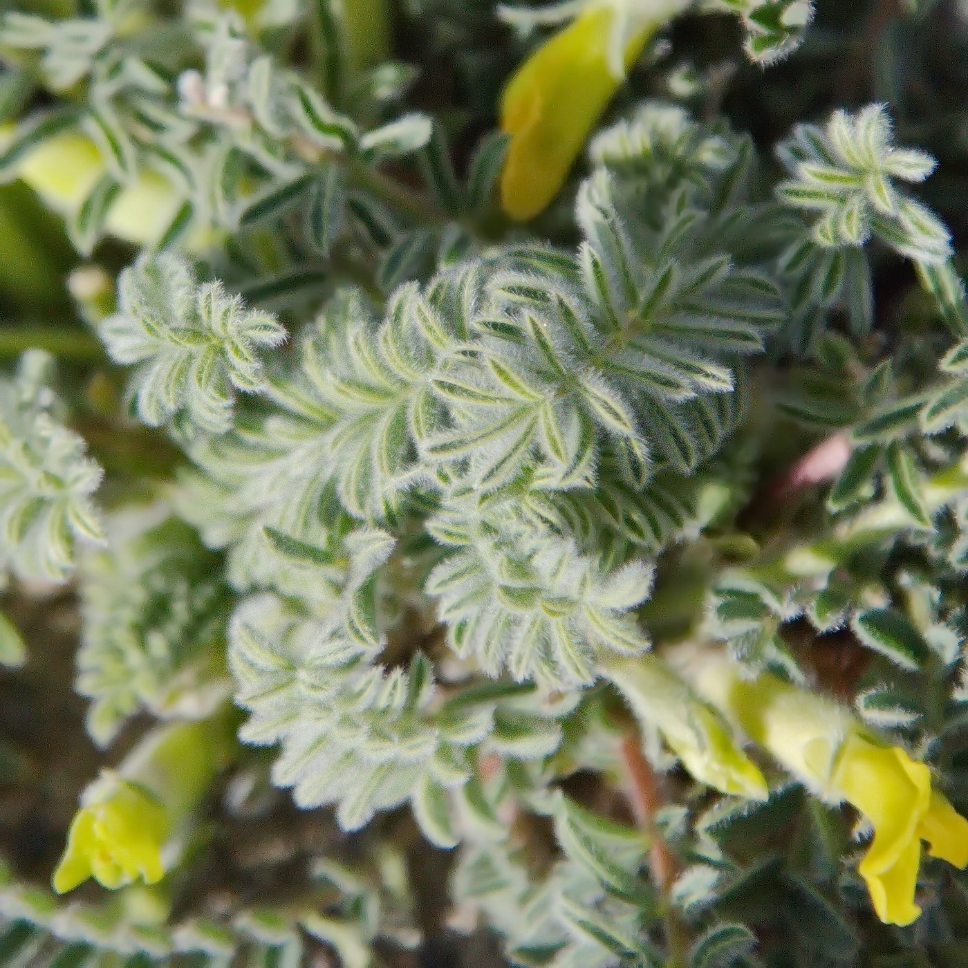 Изображение особи Astragalus alaicus.