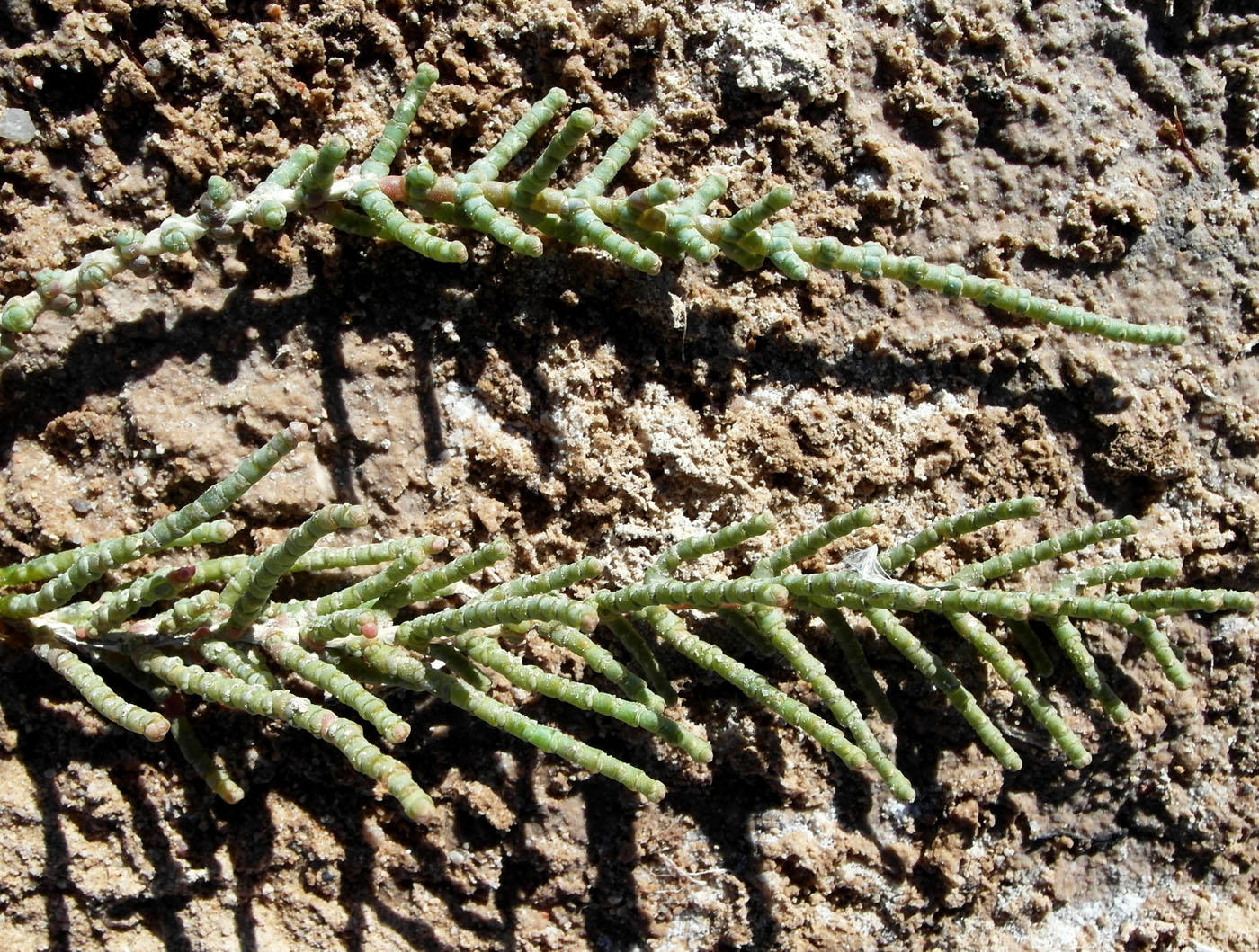 Image of Halocnemum strobilaceum specimen.