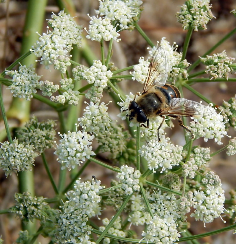 Image of Seseli arenarium specimen.