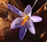 Crocus speciosus. Цветок. Москва, ботанический сад МГУ. 08.11.2017.