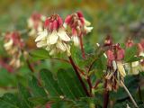 Astragalus frigidus. Отцветающие соцветия. Магаданская обл., Ольский р-н, окр. пос. Армань, окр. оз. Соленое, приморский луг. 16.07.2017.