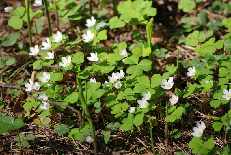 Изображение особи Oxalis acetosella.