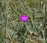 Dianthus versicolor