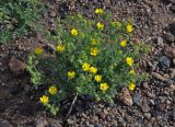 род Potentilla. Цветущее растение. Монголия, аймак Архангай, вулкан Хорго, ≈ 2400 м н.у.м., каменистый склон. 06.06.2017.