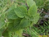 Ballota nigra