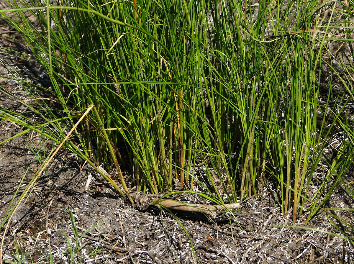 Изображение особи Juncus compressus.