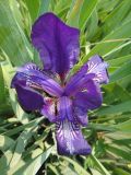 Iris aphylla