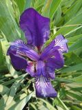 Iris aphylla. Цветок. Иркутск, Иркутский р-н, дер. Позднякова, клумба. 24.06.2017.