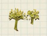 Heptapleurum arboricola