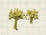 Heptapleurum arboricola. Соцветия с кормящимися тлями. Израиль, Шарон, г. Герцлия. 11.01.2018.