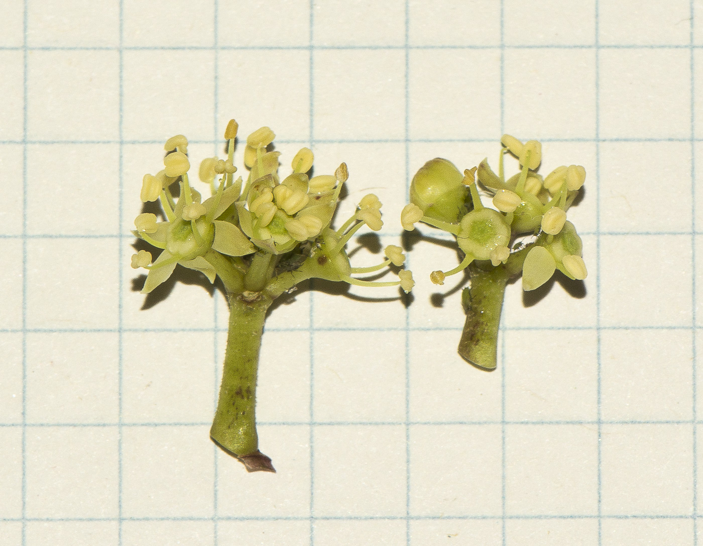 Image of Heptapleurum arboricola specimen.