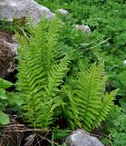 Dryopteris oreades. Взрослые растения. Адыгея, Фишт-Оштеновский массив, юго-восточный склон горы Фишт, ≈ 1900 м н.у.м., каменистый склон. 05.07.2017.