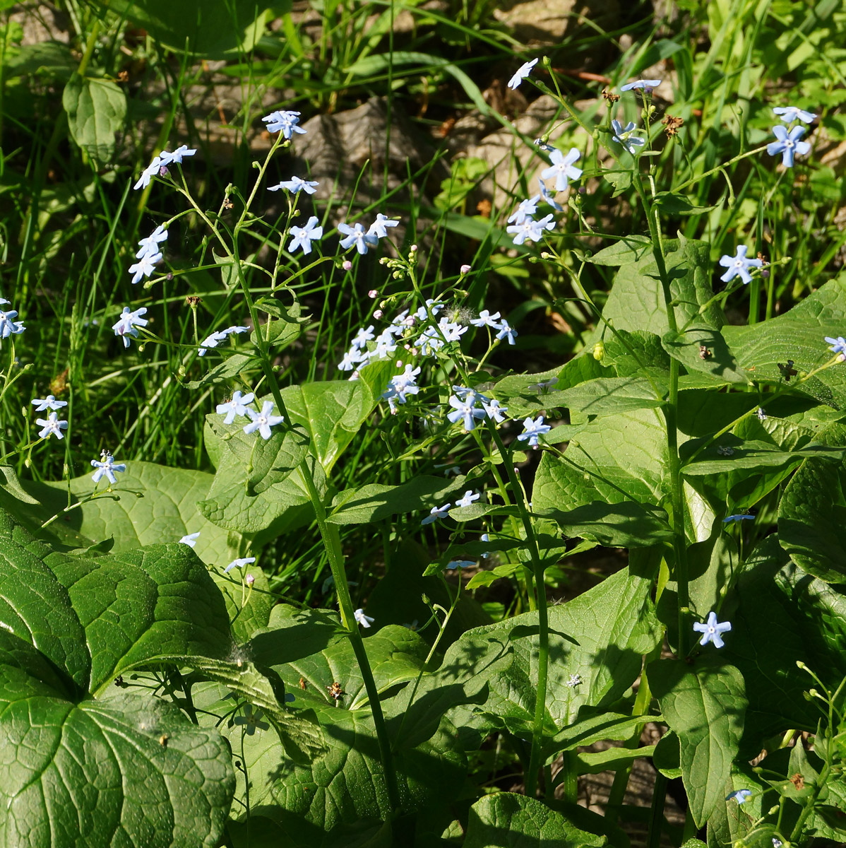 Image of Brunnera macrophylla specimen.