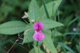 Impatiens glandulifera