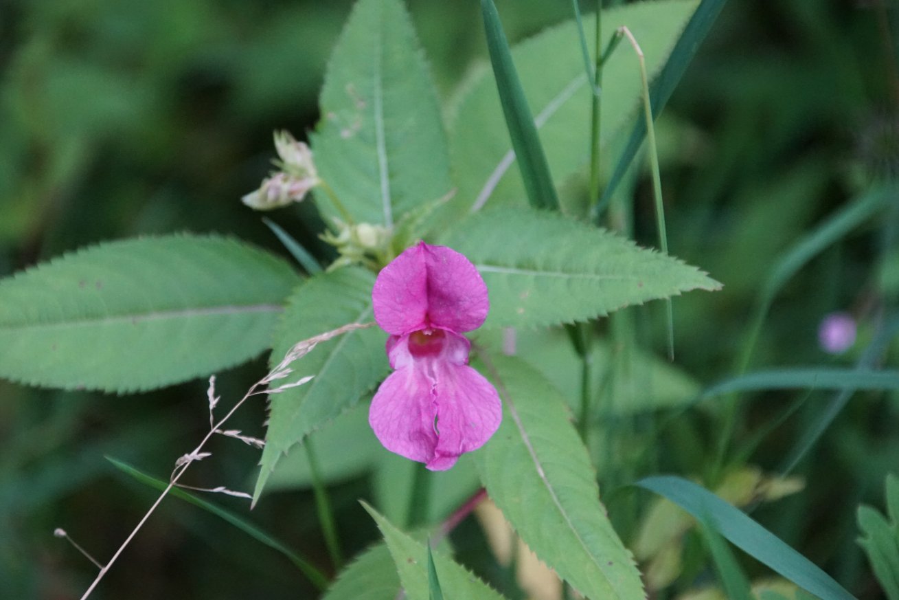 Image of Impatiens glandulifera specimen.