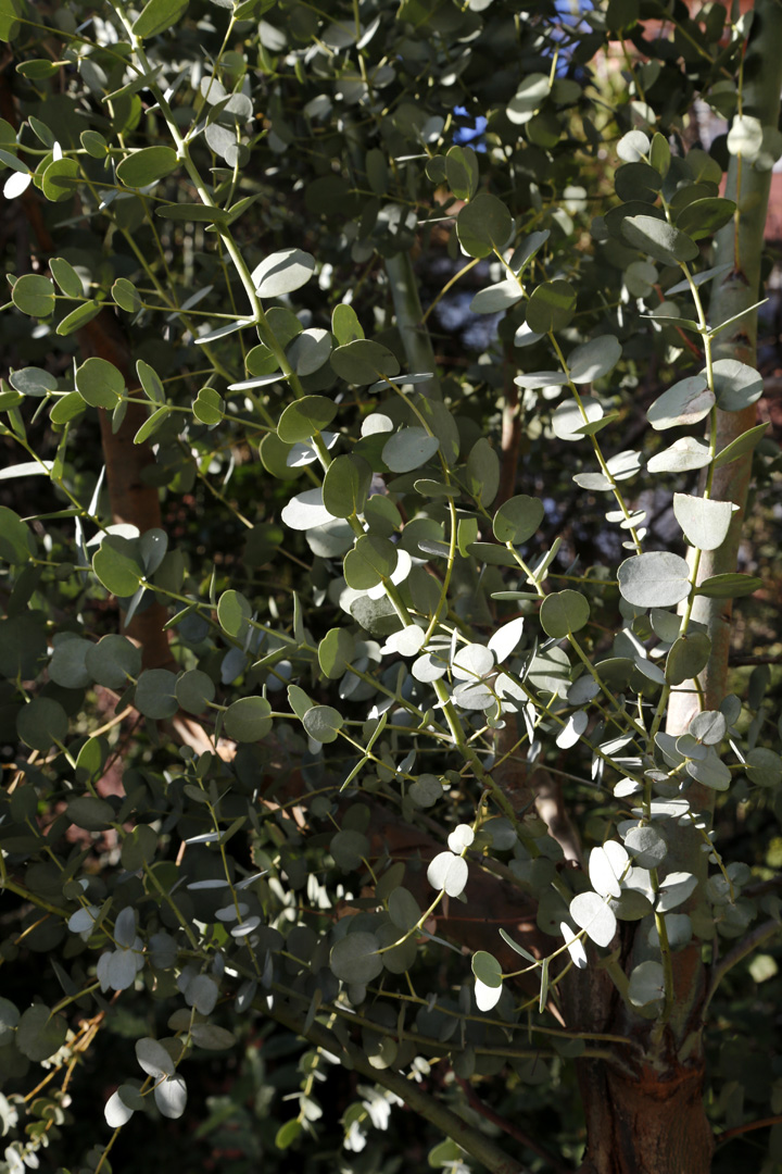 Image of genus Eucalyptus specimen.