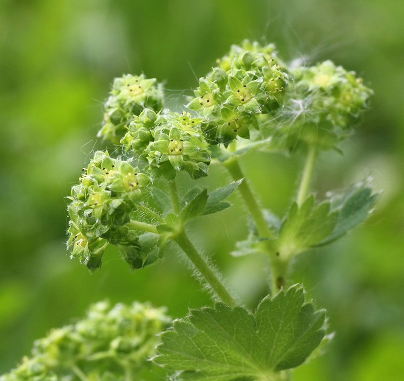 Изображение особи род Alchemilla.