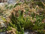 Diphasiastrum alpinum. Растение с прошлогодними спороносными стробилами. Магаданская обл., г. Магадан, окр. мкр-на Солнечный, истоки р. Магаданка, приснежная лужайка на склоне. 12.06.2017.