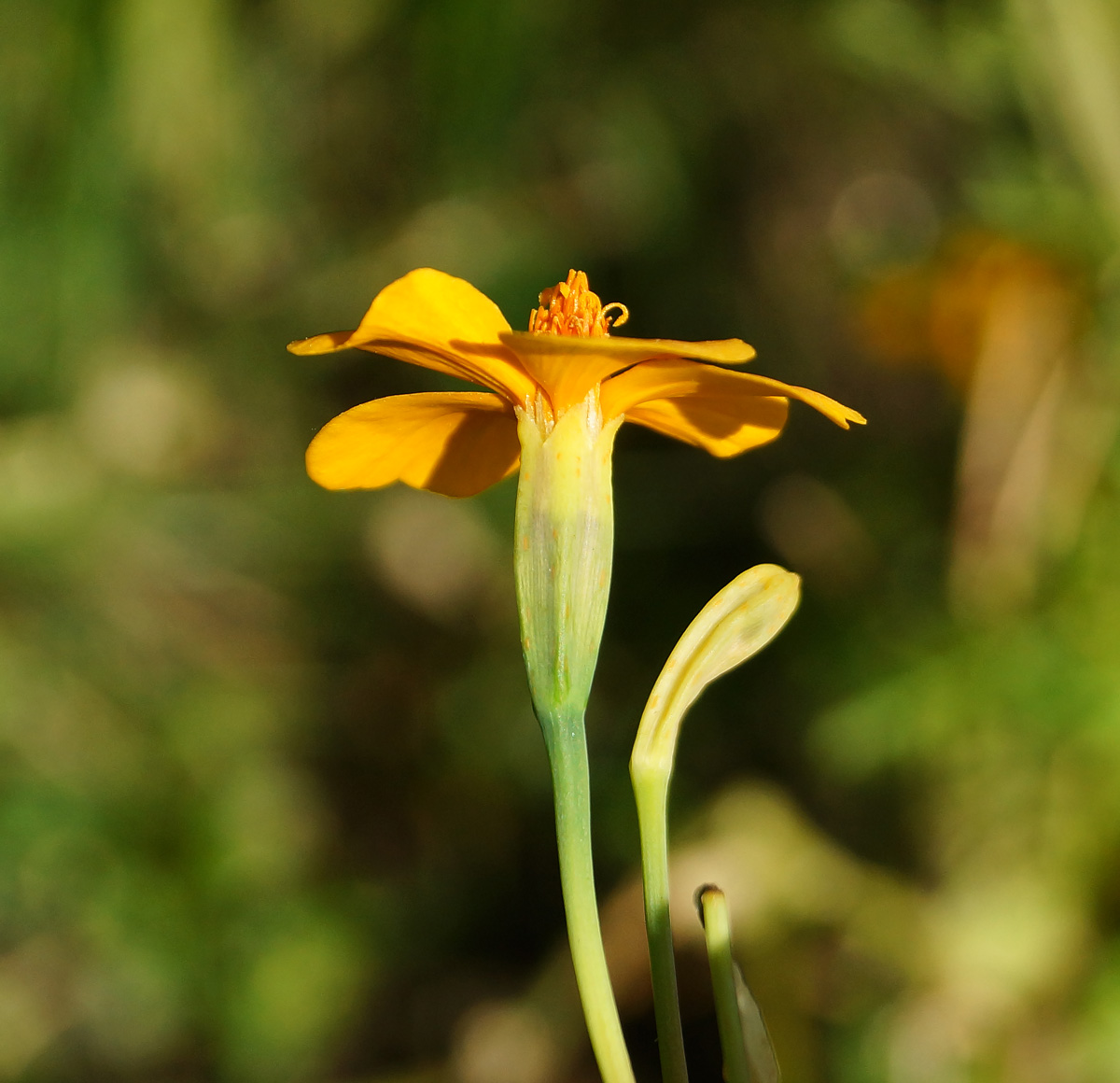 Image of Tagetes tenuifolia specimen.