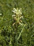 Pedicularis venusta