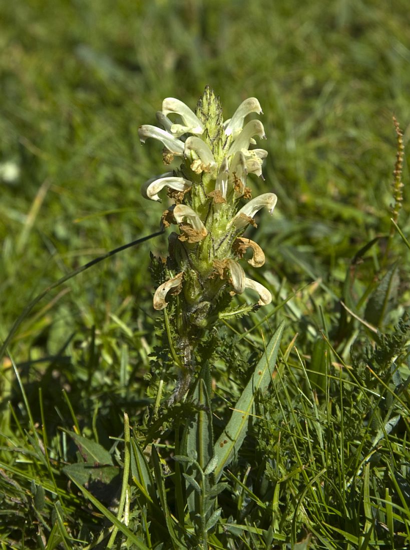 Image of Pedicularis venusta specimen.