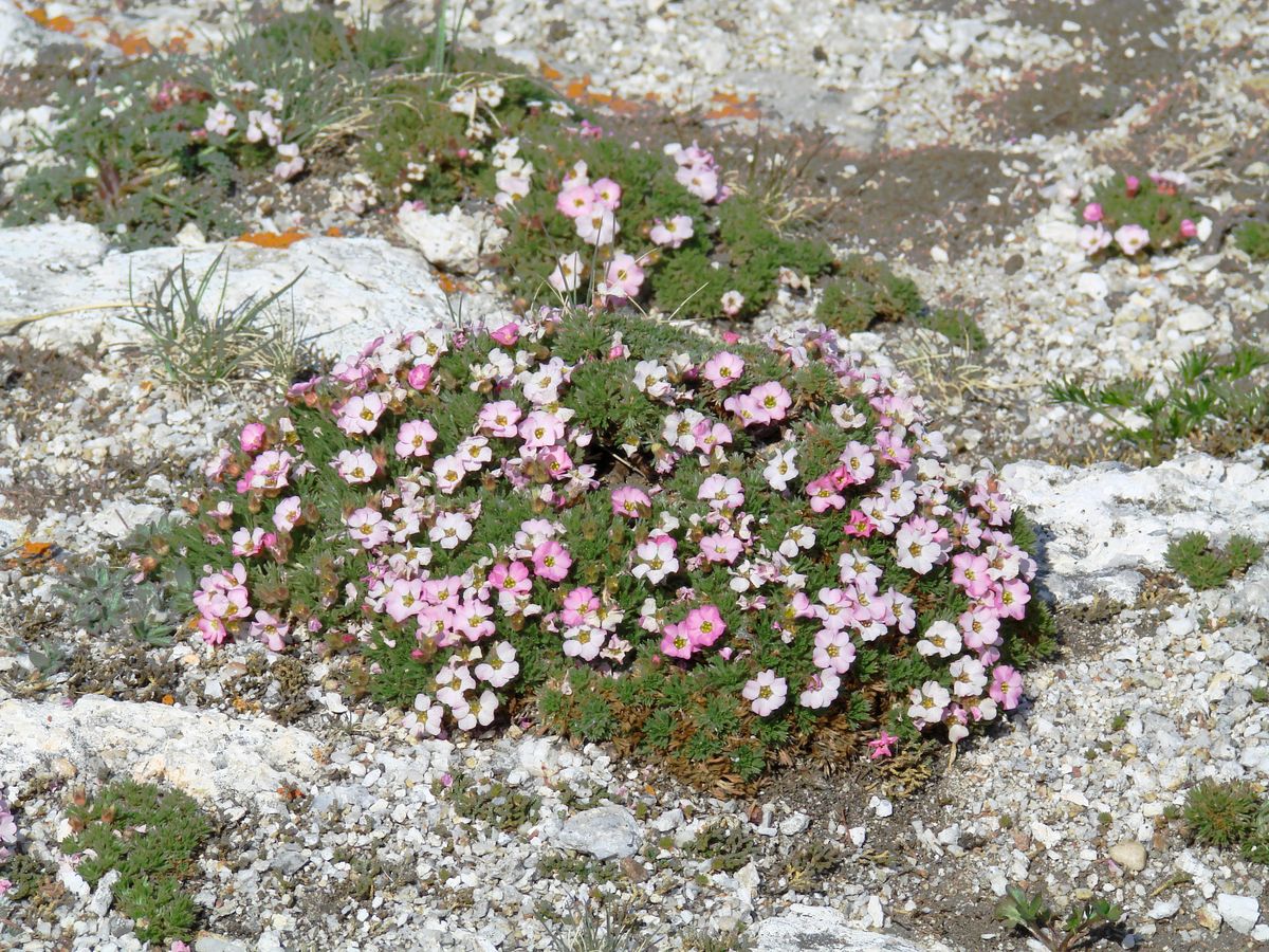 Image of Chamaerhodos altaica specimen.