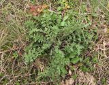 Centaurea diffusa. Вегетирующее растение. Краснодарский край, Абинский р-н, станица Холмская, луг. 18.03.2018.