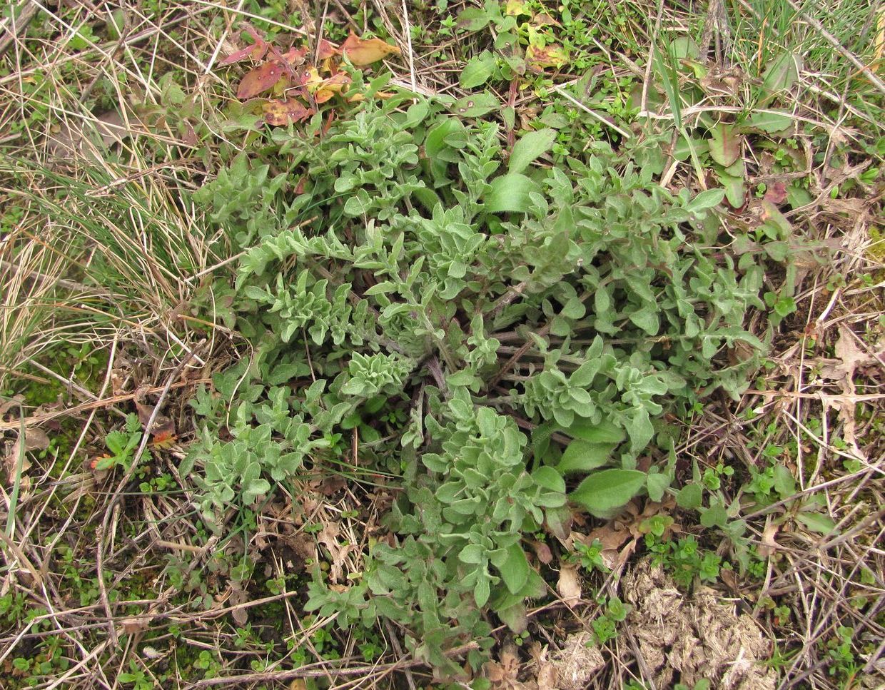 Изображение особи Centaurea diffusa.