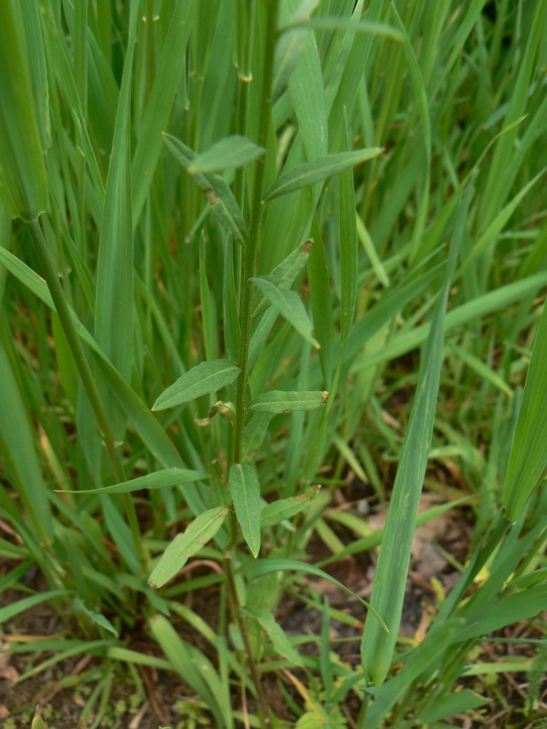 Image of Erysimum cheiranthoides specimen.