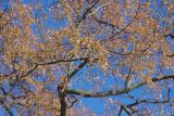 Tilia × europaea. Ветви с прошлогодними соплодиями. Санкт-Петербург, ботанический сад БИН РАН, в культуре. 26.03.2018.
