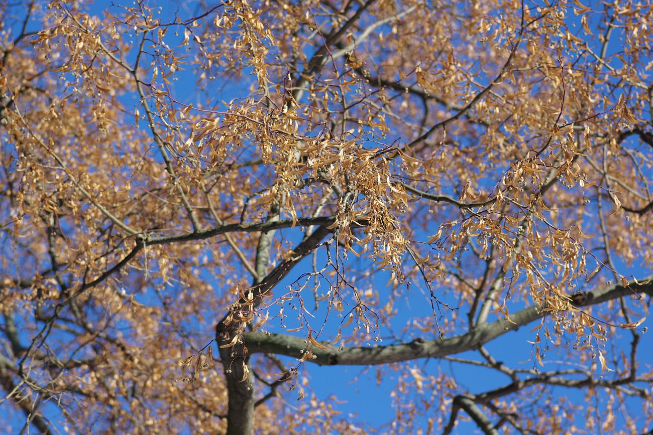 Image of Tilia × europaea specimen.