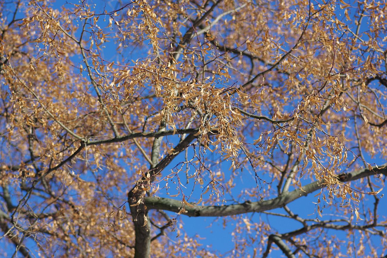 Изображение особи Tilia europaea.