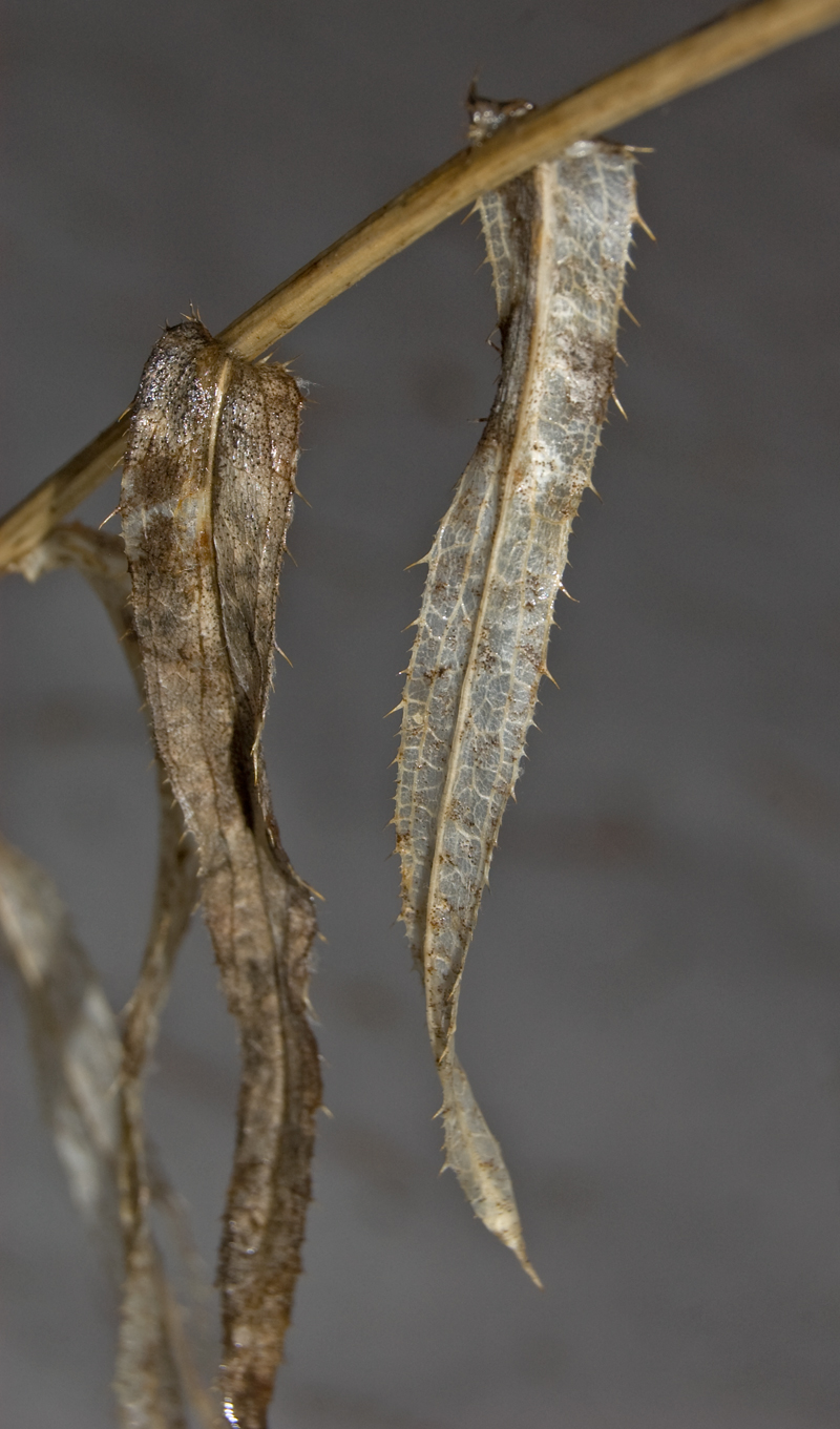 Image of Carlina intermedia specimen.