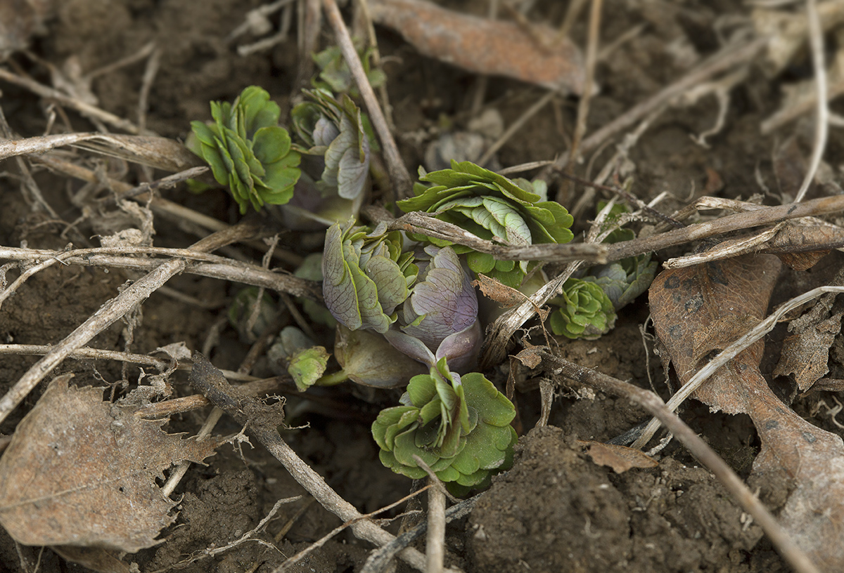 Изображение особи Aquilegia flabellata.