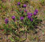 Astragalus onobrychis