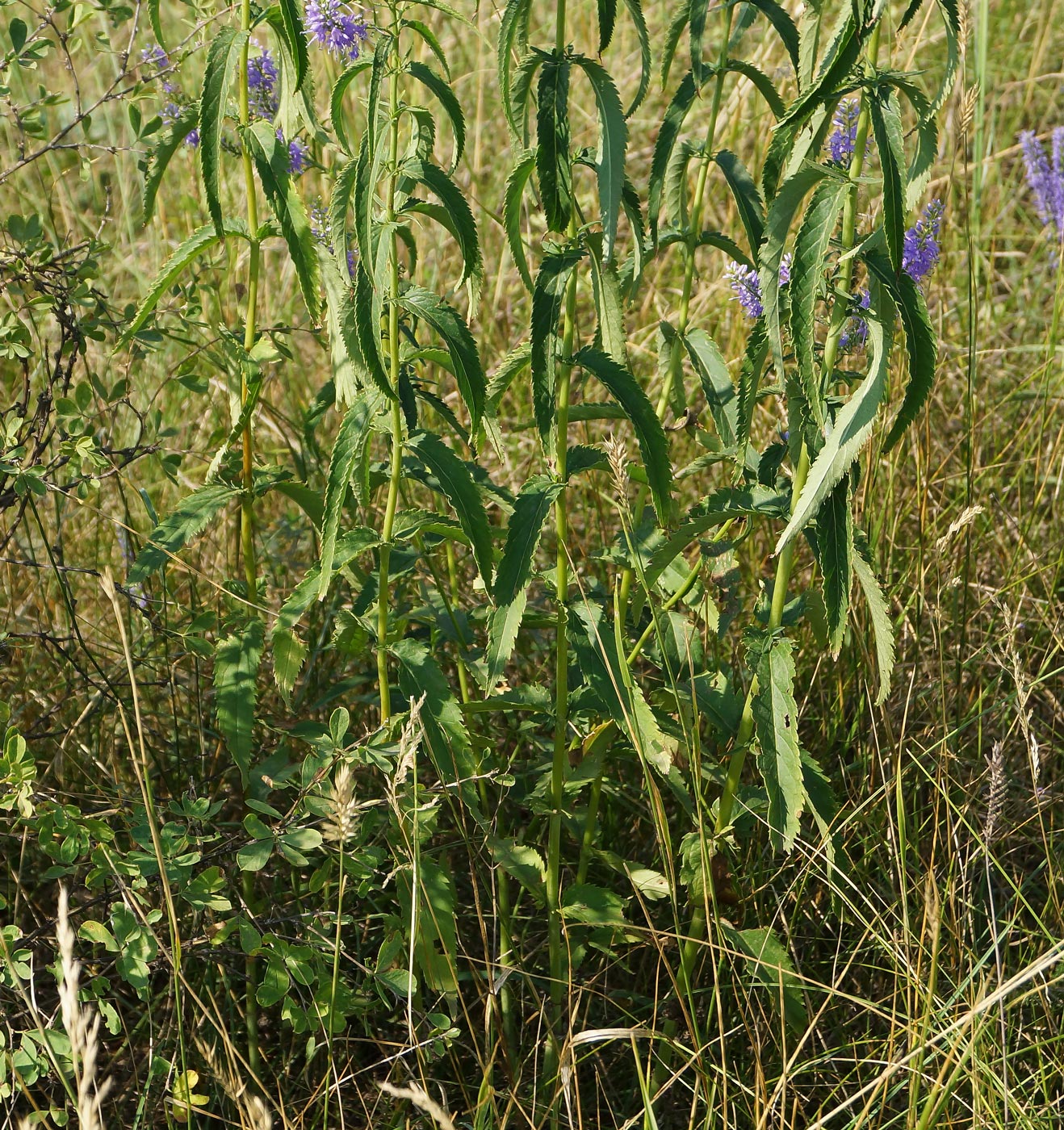 Image of Veronica longifolia specimen.