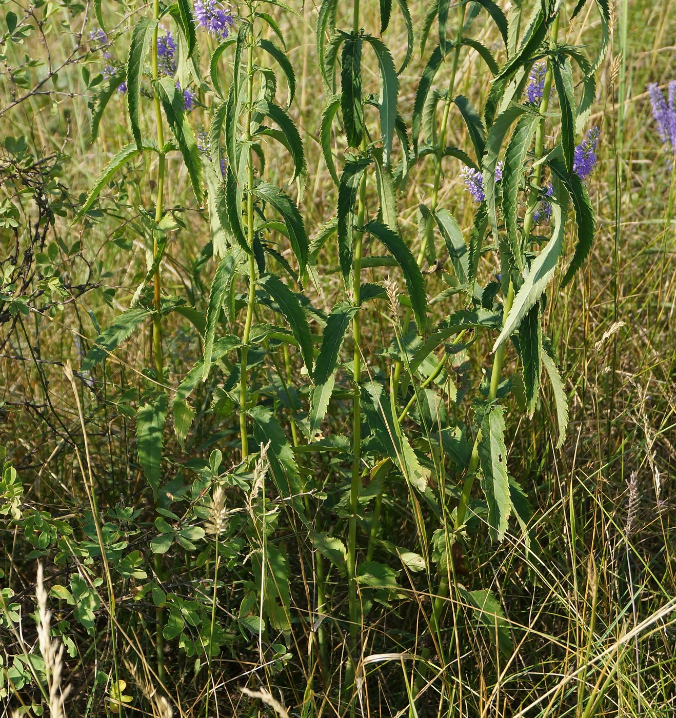 Изображение особи Veronica longifolia.