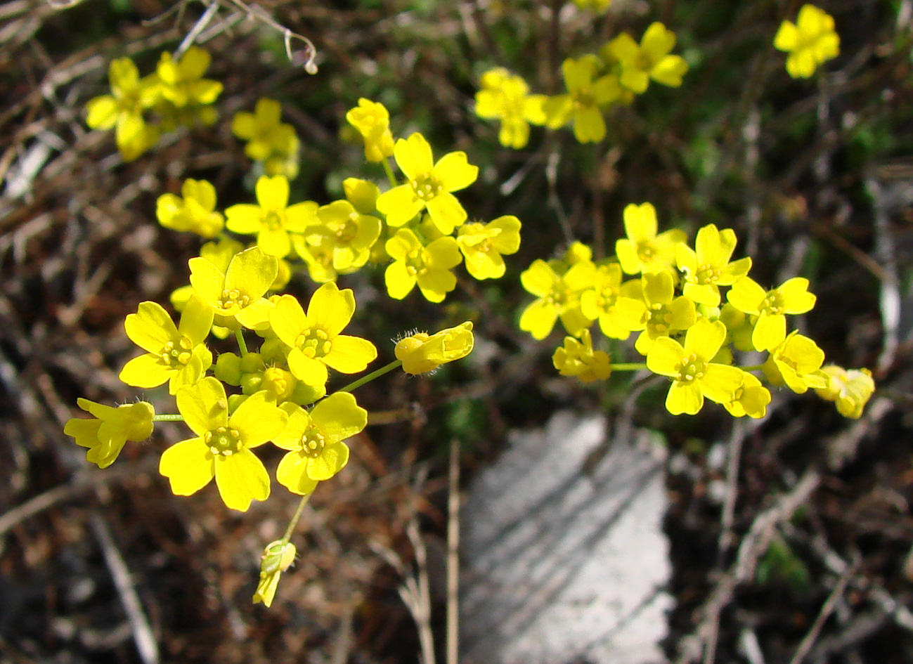 Изображение особи Draba sibirica.