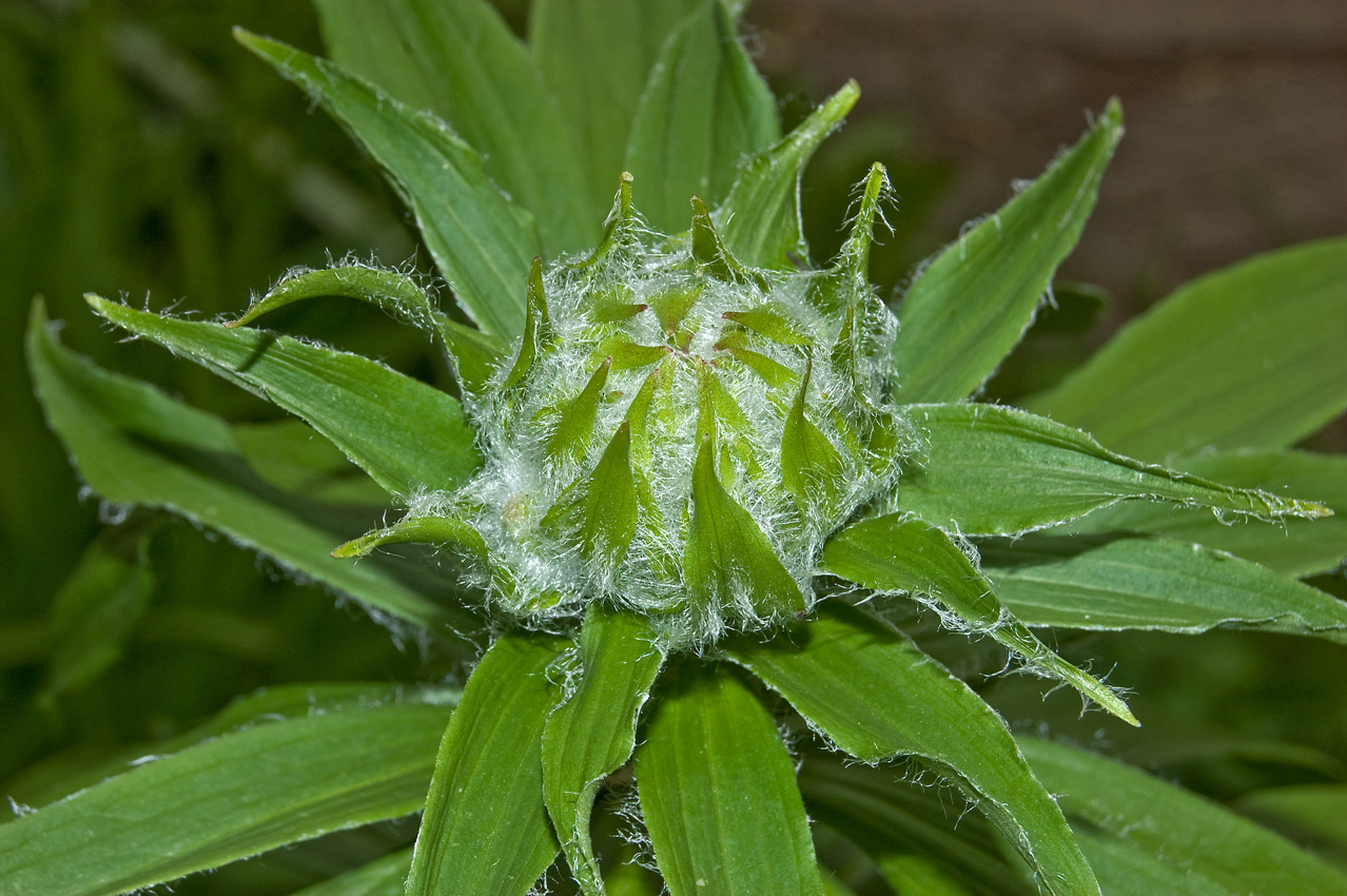 Image of genus Lilium specimen.